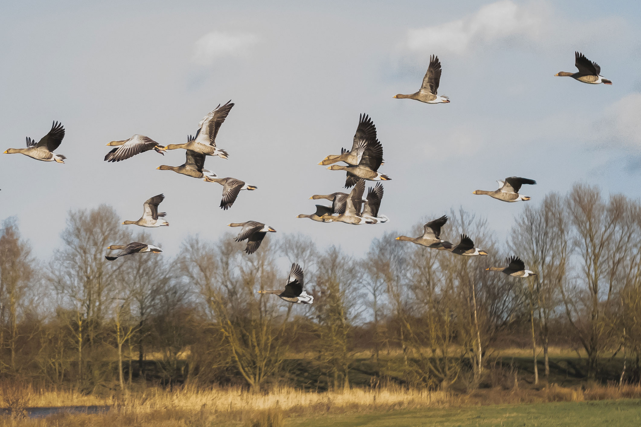 Migration oiseaux sauvages