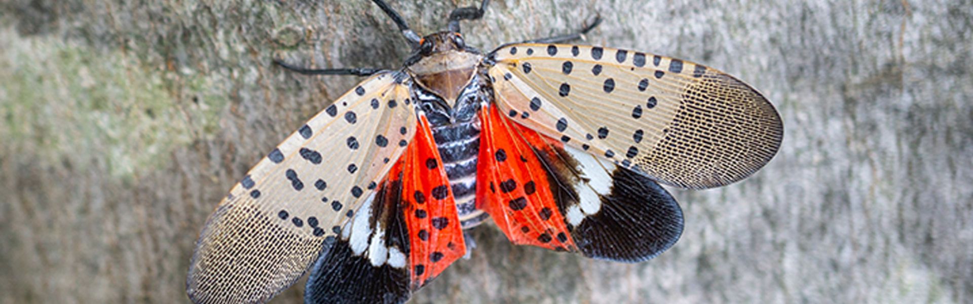 Un papillon fulgore tacheté, ravageur de végétaux