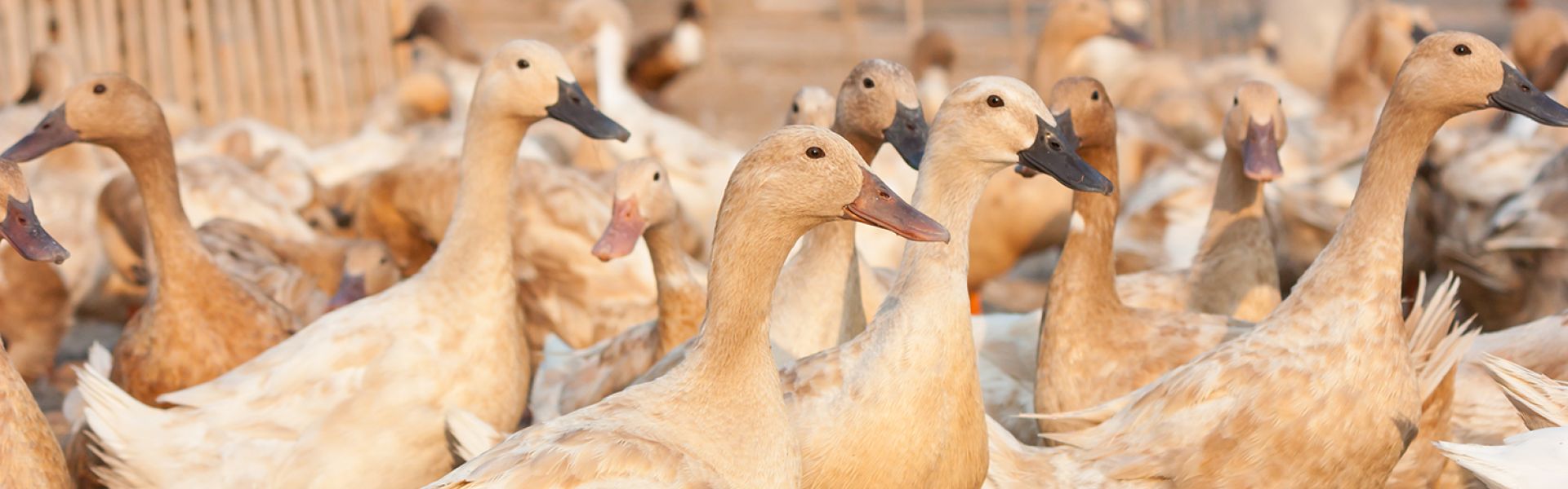 Influenza aviaire : les risques sanitaires actuels pour les animaux et les humains