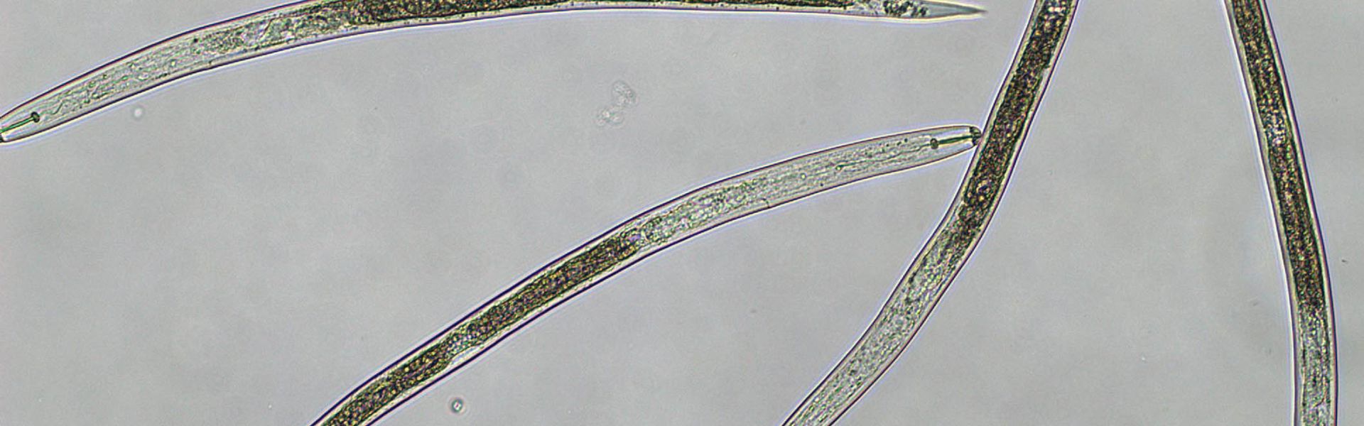 Nématodes à kyste de quarantaine Globodera pallida