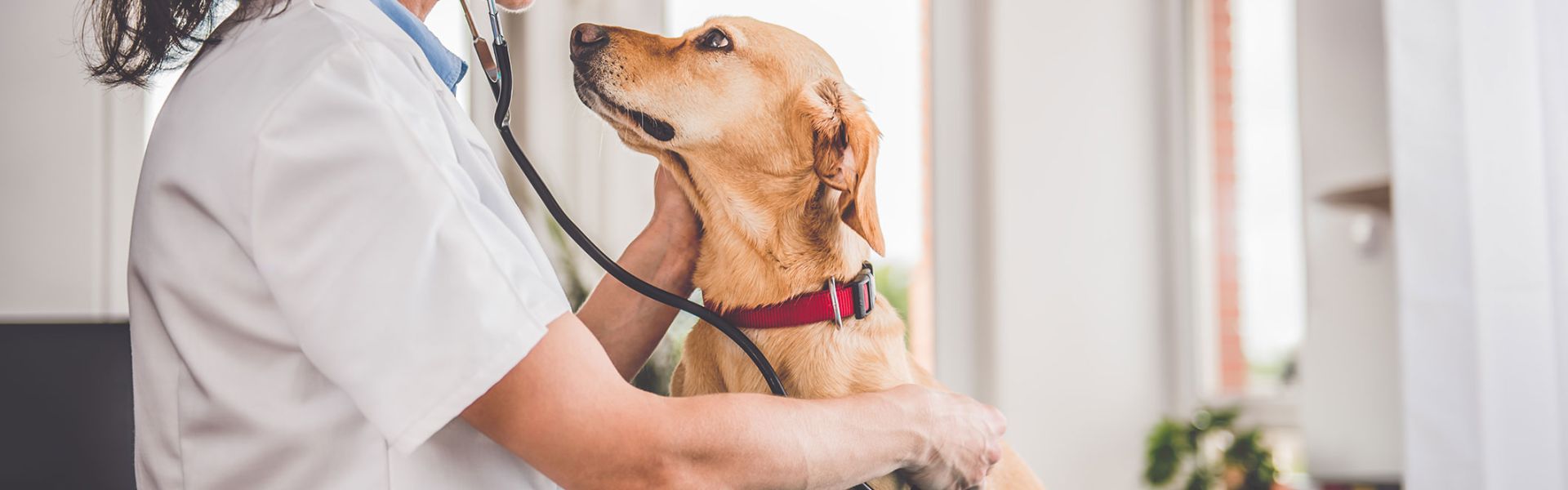 Vétérinaire examinant un chien