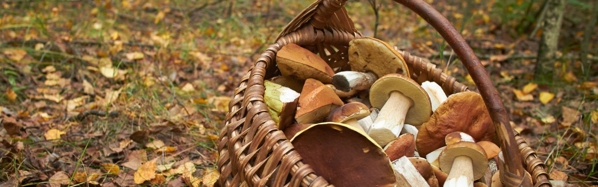 La saison de cueillette des champignons commence : restez vigilants face aux risques d’intoxications !