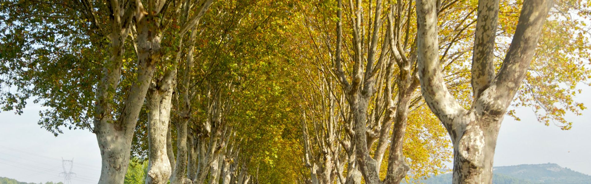 Des platanes le long d'une route