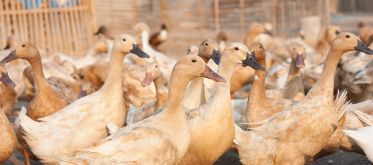 Influenza aviaire : les risques sanitaires actuels pour les animaux et les humains