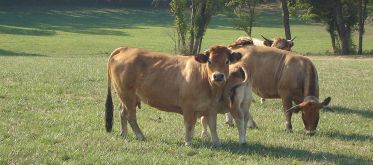 Des vaches dans un pré