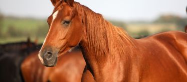 Chevaux