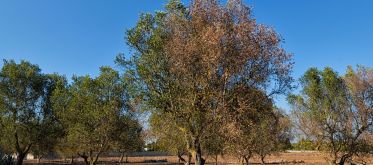 Xylella Fastidiosa