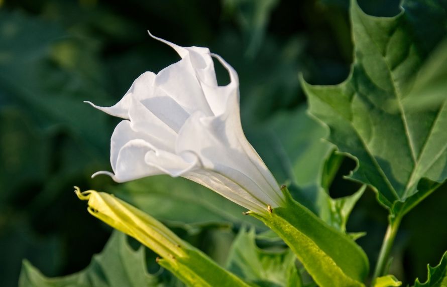 Datura