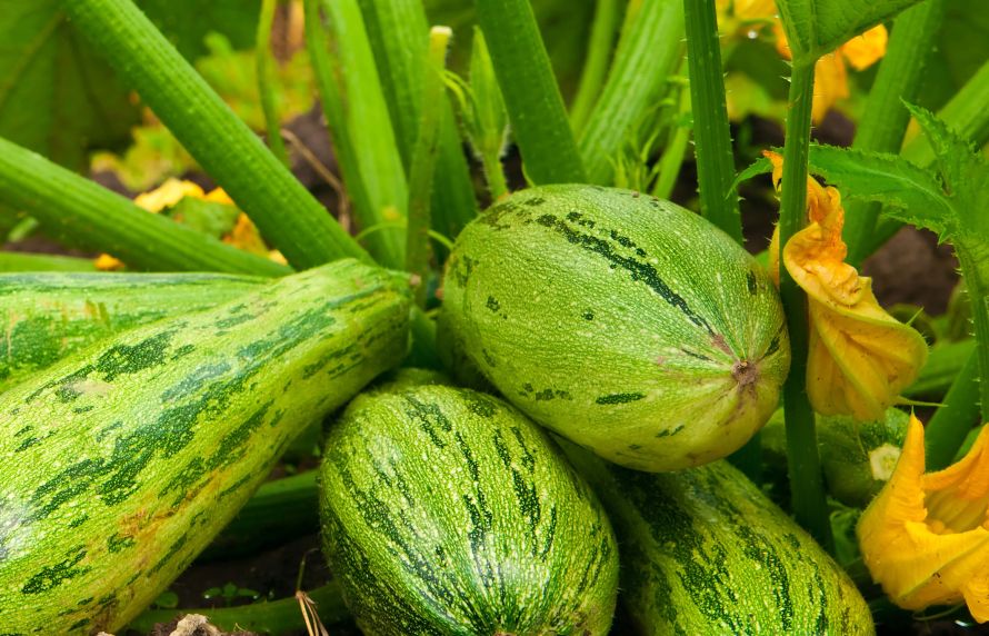 Virus Courgette