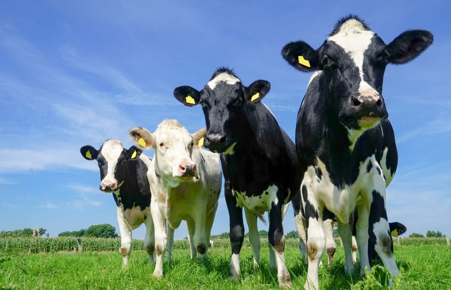 Vaches dans un pré