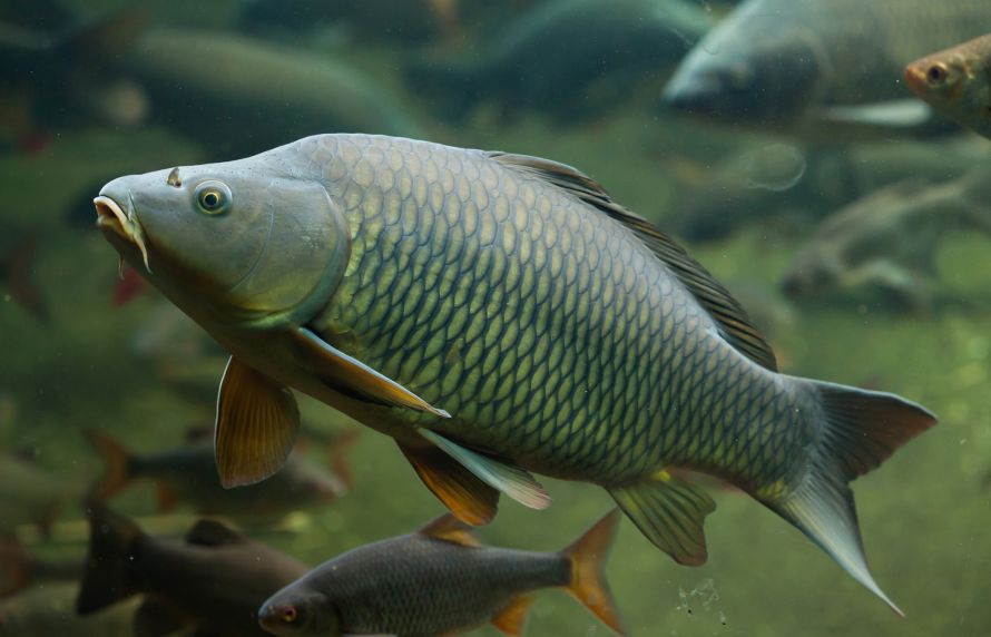 Les carpes victimes de la maladie du sommeil 